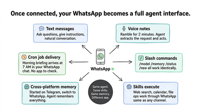 OpenClaw WhatsApp features showing voice notes, text chat, slash commands, and cross-platform memory